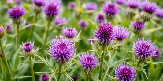 Close-up of milk thistle with purple flowers and leaves.