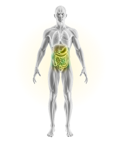 Metabolism