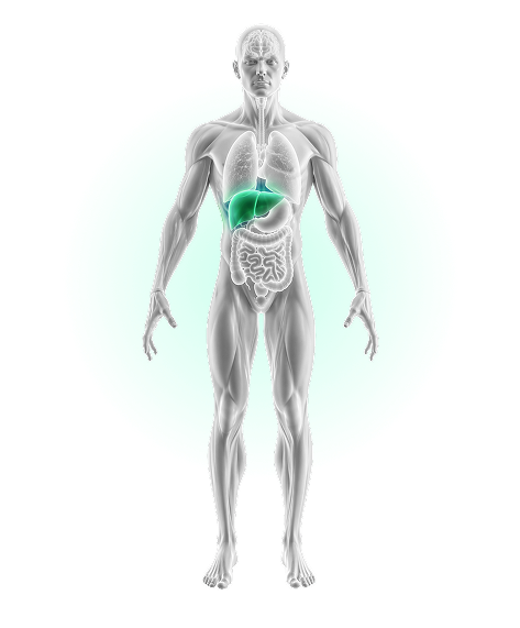 Liver