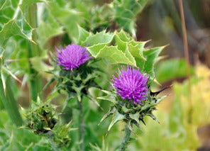 ingredient image